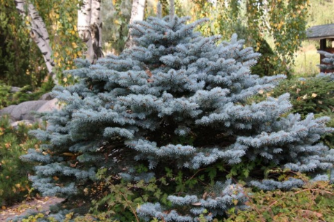 Ель колючая (ель голубая) "Глаука Глобоза"