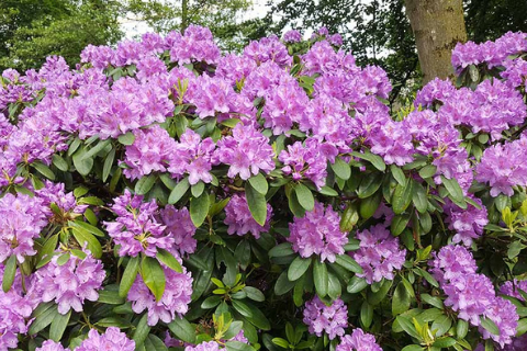 Рододендрон катевбинский "Catawbiense Grandiflorum" (Грандифлорум)
