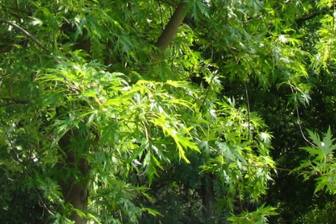 Клен сахаристый (серебристый) "Laciniatum Wieri" (Лациниатум Виери)-4
