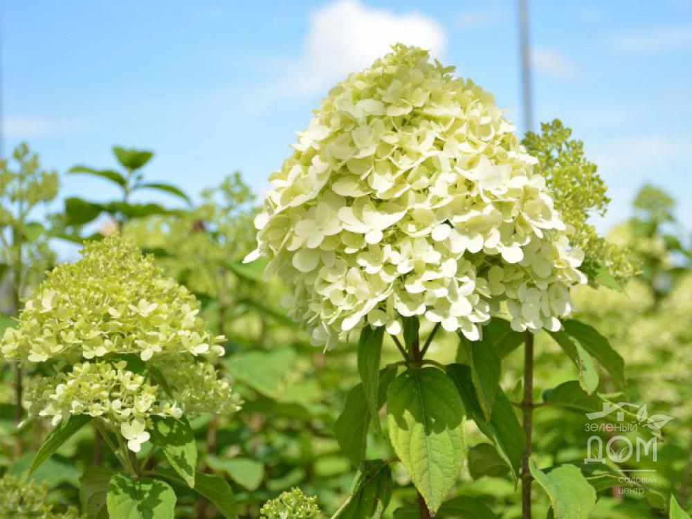 Гортензия метельчатая "Little Lime"