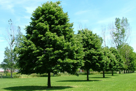 Липа мелколистная