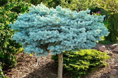 Ель колючая "Glauca Compacta" (Глаука Компакта)