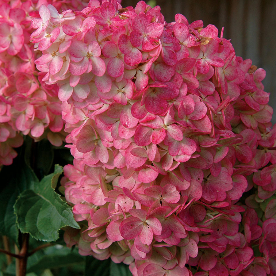 Гортензия метельчатая "Strawberry Blossom"-4