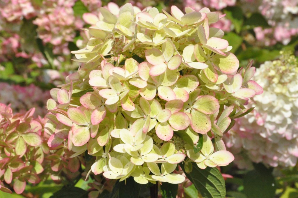 Гортензия метельчатая "Pastelgreen"-6