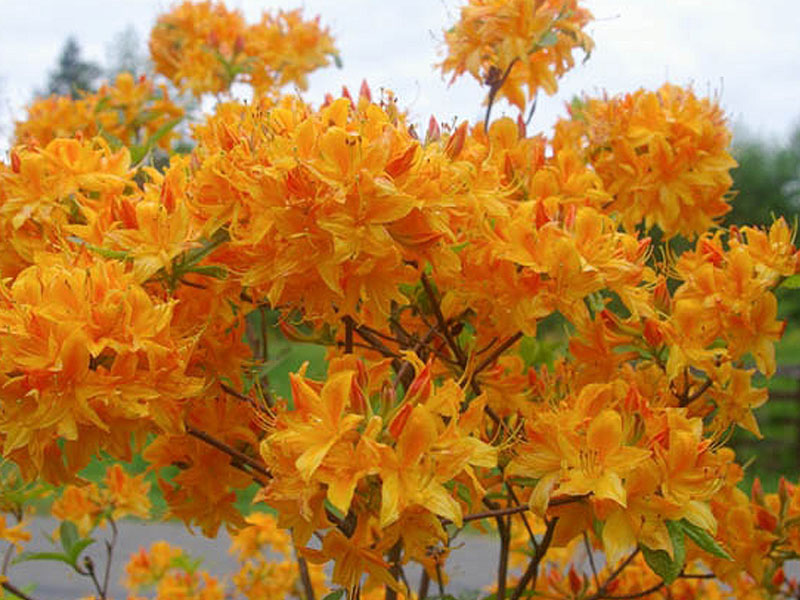 Рододендрон листопадный "Golden Lights" (Голден Лайтс)-3