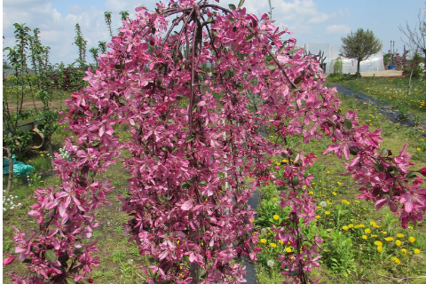 Яблоня Декоративная "Royal Beauty" (Роял Бьюти)-3