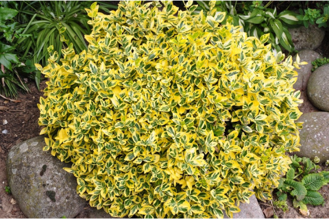 Бересклет Форчуна "Emeraldn Gold" (Эмеральд Голд)
