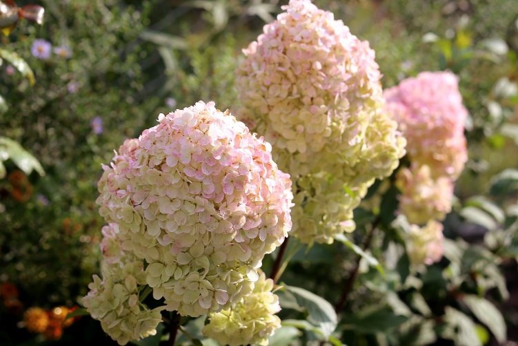 Гортензия метельчатая "Magical Sweet Summer"