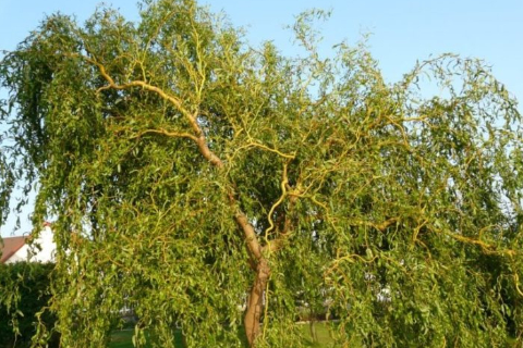 Ива Матсудана "Erythroflexuosa" (Эритрофлексуоза)