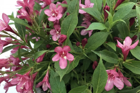 Вейгела "Picobella Rosa" (Пикобела Роза)