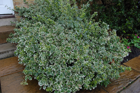Бересклет Форчуна "Emerald Gaiety" (Эмеральд Гаити)-3