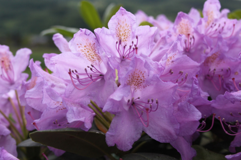 Рододендрон катевбинский "Catawbiense Grandiflorum" (Грандифлорум)-3