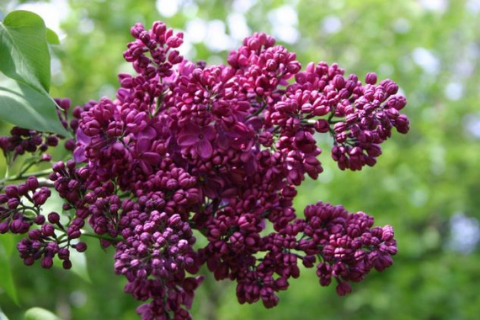 Сирень обыкновенная "Znamya Lenina" (Знамя Ленина)-3