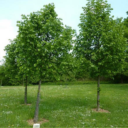Липа мелколистная-3
