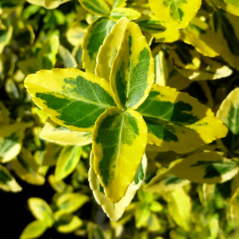 Бересклет Форчуна "Emeraldn Gold" (Эмеральд Голд)-3